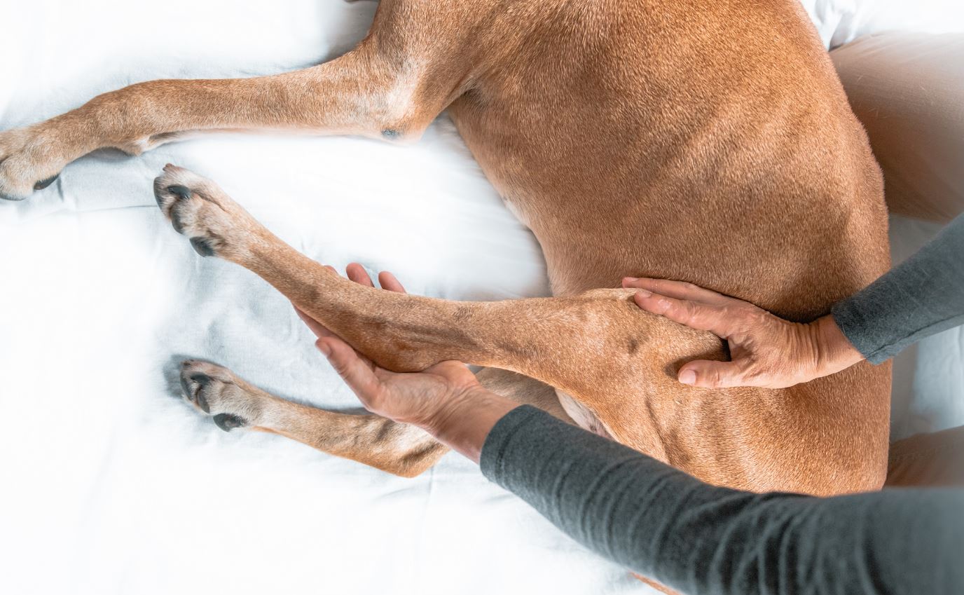 Hundeosteopathie Ausbildung Untersuchung Knie Sprunggelenk